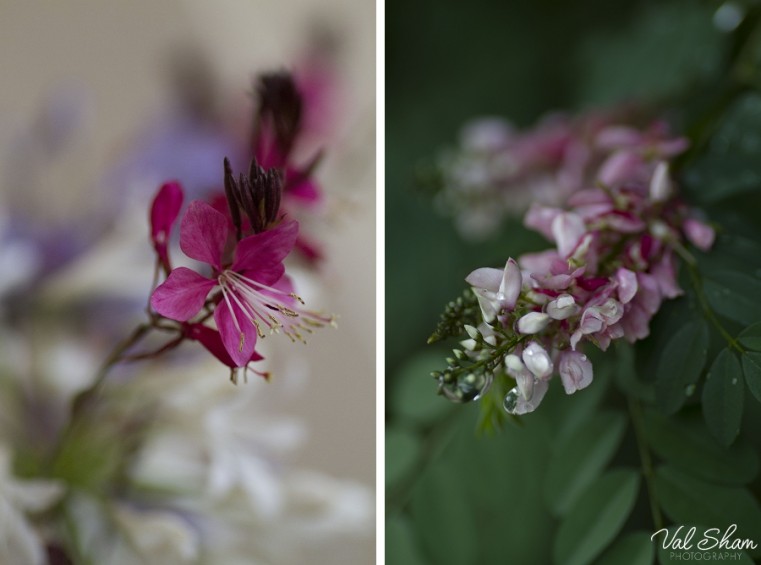 Val Sham Photography-Liz Birthday_003