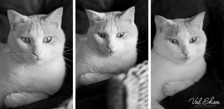 Val Sham Photography-Liz Birthday_007