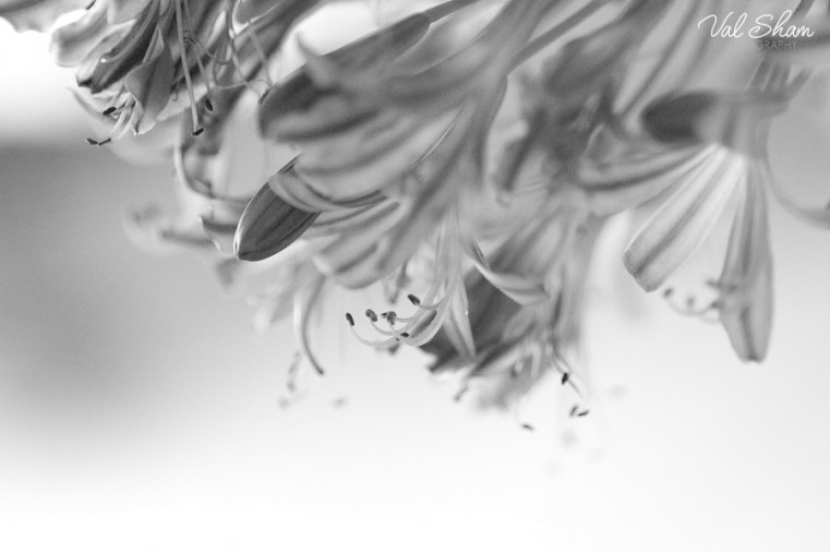 Val Sham Photography-Liz Birthday_008