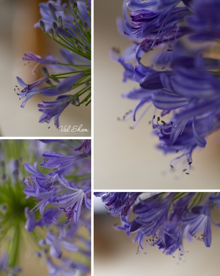 Val Sham Photography-Liz Birthday_009