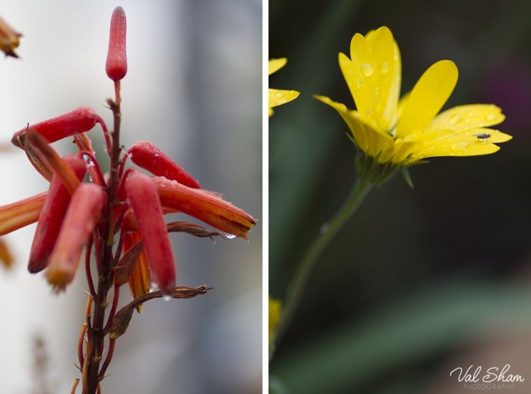 Val Sham Photography-Liz Birthday_028