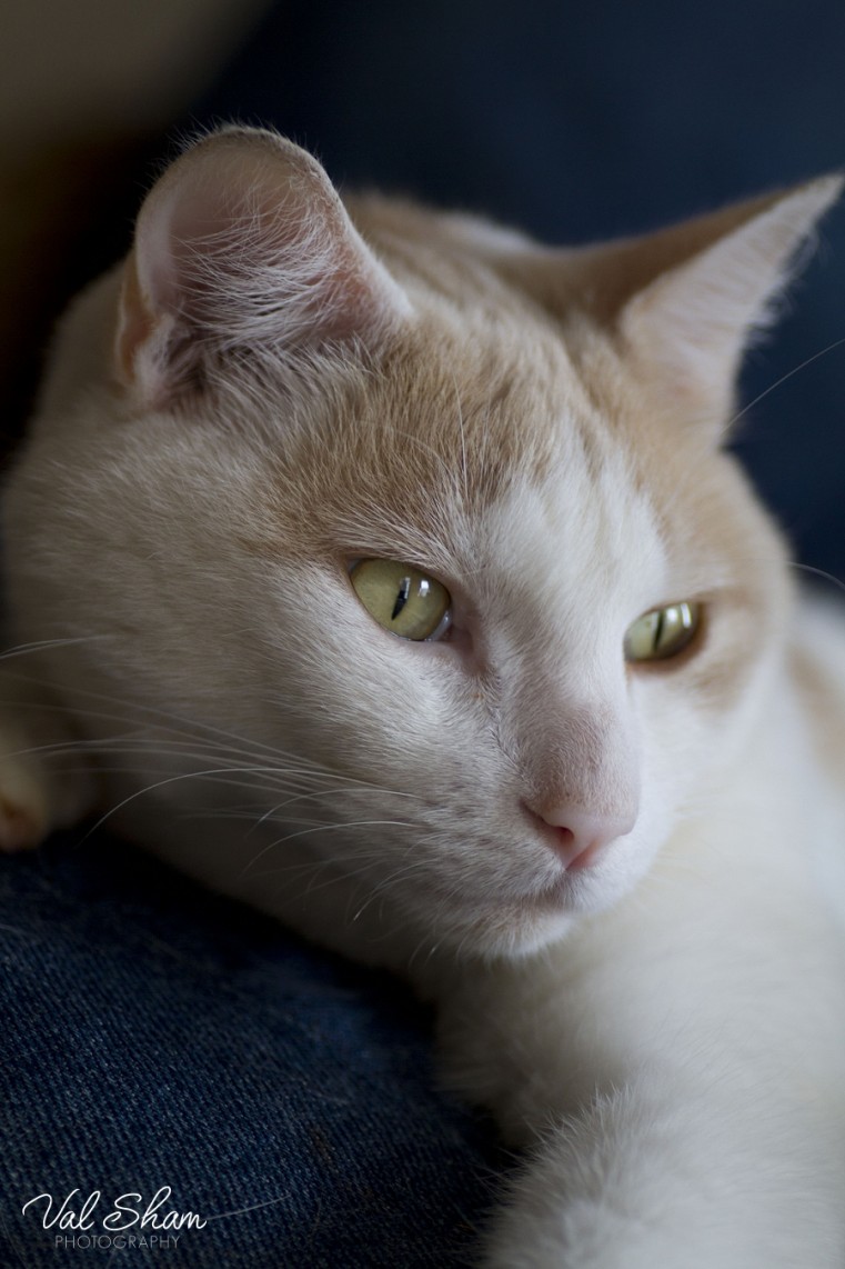 Val Sham Photography-Liz Birthday_034